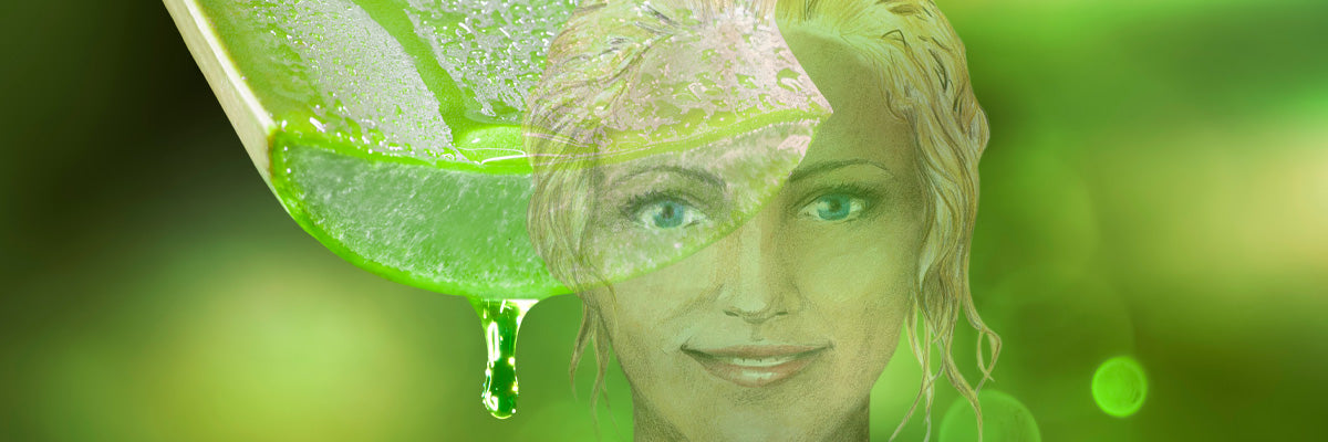 Herb: Aloe Vera