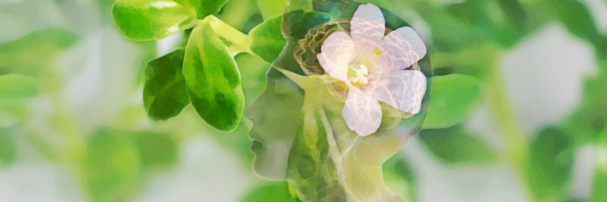 Herb: Brahmi