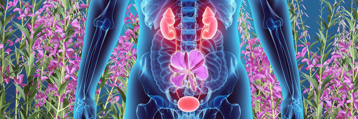 Herb: Epilobium