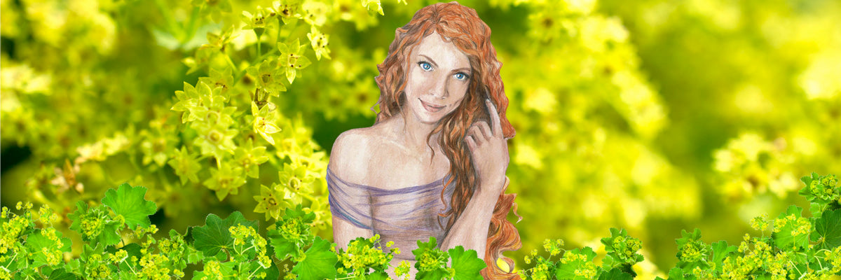 Herb: Lady's Mantle