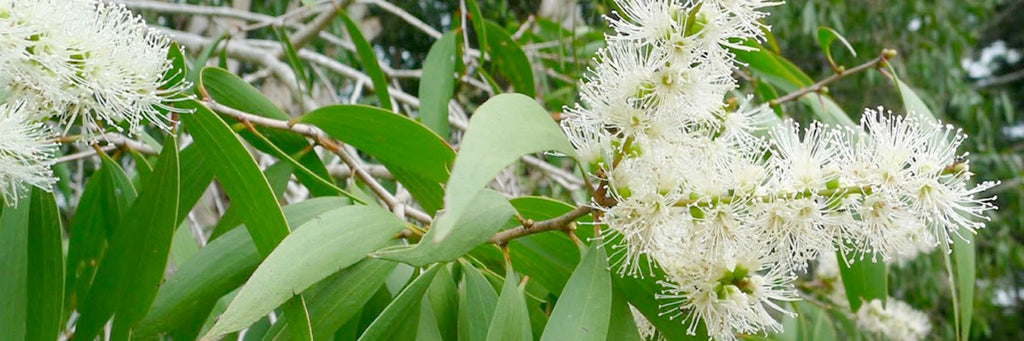 Essential Oil: Niaouli