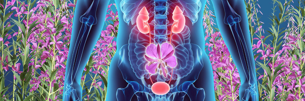 Herb: Epilobium