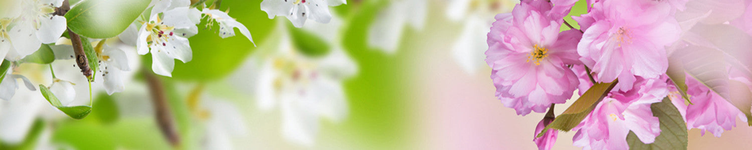 Special Feature: When is an essential oils an absolute?