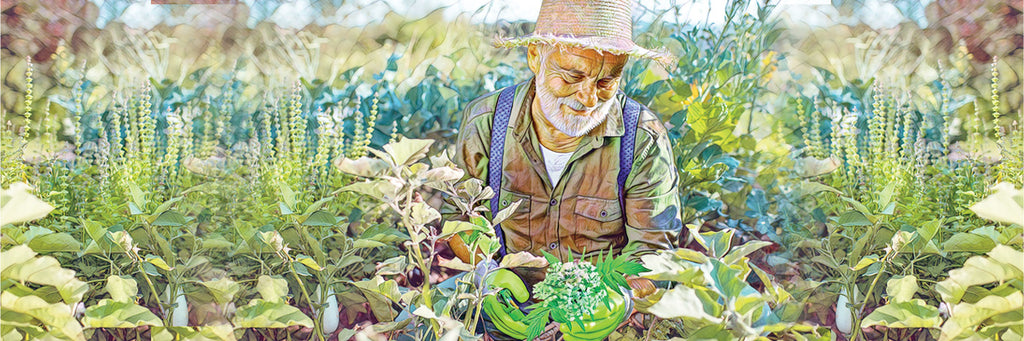 The Herbal Harvest