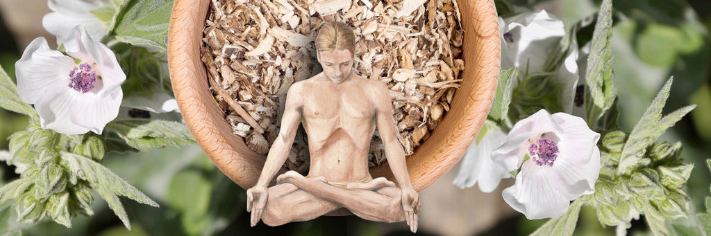 Herb: Marshmallow Root | The Consummate Plant Soother
