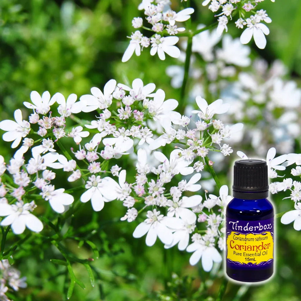 Coriander Essential Oil 15mL