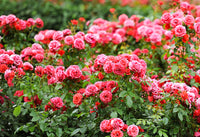 Rose Gift Box