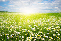 Tranquility Gift Box