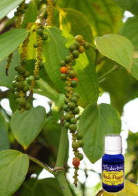 Black Pepper Essential Oil 15mL