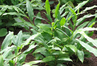 Cardamom Seed, Powdered 100g