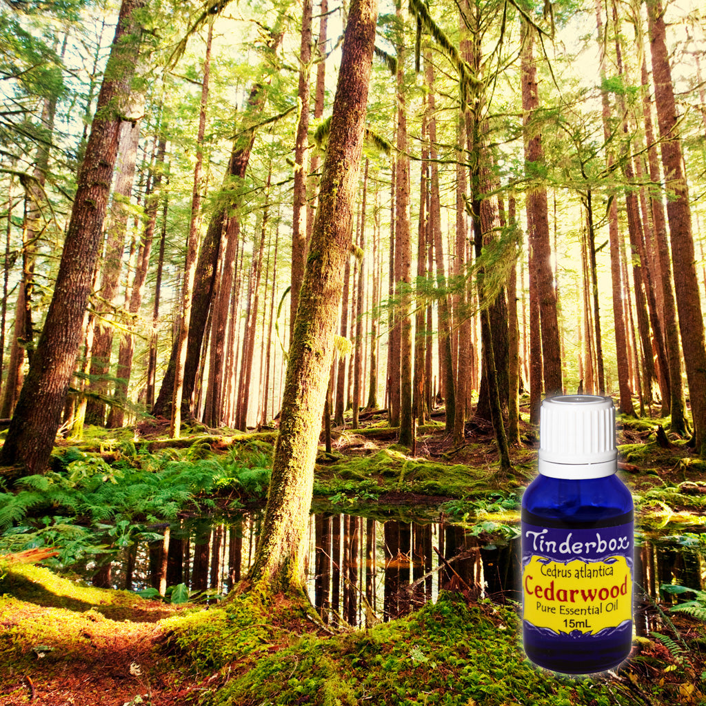 Cedarwood Essential Oil 15mL (atlantica)