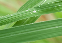 Citronella Essential Oil 15mL