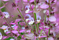 Clary Sage Essential Oil 15mL