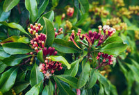Clove Bud, Whole 100g