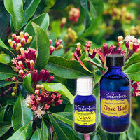 Clove Bud Essential Oil