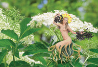 Elderberry Elixir 200mL