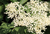 Elderflowers 100g