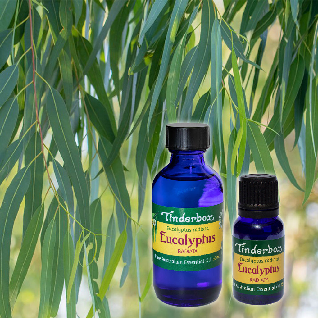 Eucalyptus Radiata Australian Essential Oil