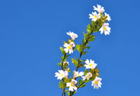 Eyebright Herb, Cut 100g