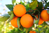 Cheerful Orange Gift Box