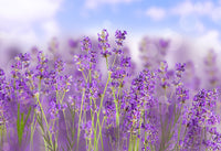 Lavandin Essential Oil (Lavender)