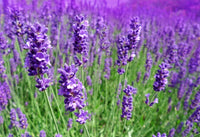 Lavender angustifolia Essential Oil