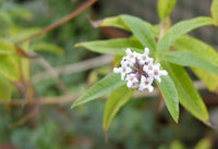 Verbena (Lemon) Herb, Cut Organic