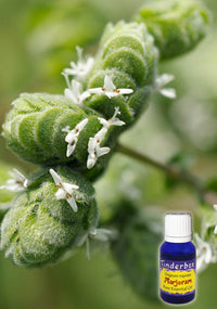 Marjoram Essential Oil 15mL