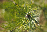 Pine Essential Oil