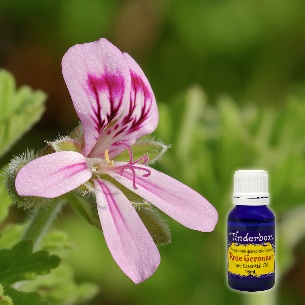 Rose Geranium Essential Oil 15mL