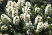 Tea-Tree Essential Oil Australian