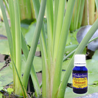 Vetivert Essential Oil 15mL