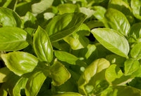 Basil Essential Oil 15mL