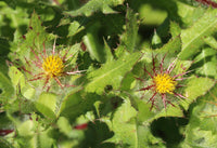 Blessed Thistle Herb, Cut