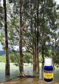 Cajeput Essential Oil 15mL