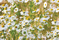 Chamomile Flowers 100g, Organic Whole