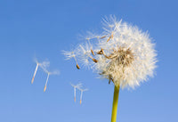Dandelion Root, Raw, Powder 100g