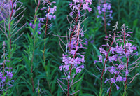 Epilobium Herb, Cut