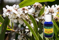 Fragonia Essential Oil 15mL