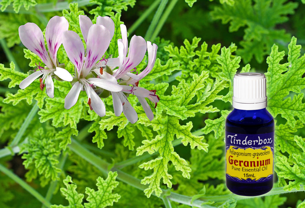 Geranium Essential Oil 15mL