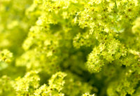 Lady's Mantle Herb, Cut ORGANIC