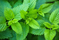 Lemon Balm Leaf, Cut Organic