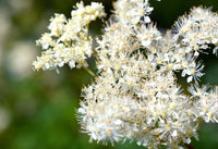 Meadowsweet Herb, Cut, Organic