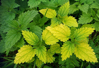 Nettle (Stinging), Herb, Cut, Organic