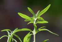 Savory Herb, Cut 100g