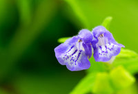 Skullcap Herb, Cut Organic