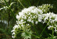 Valerian Root, Cut, Organic